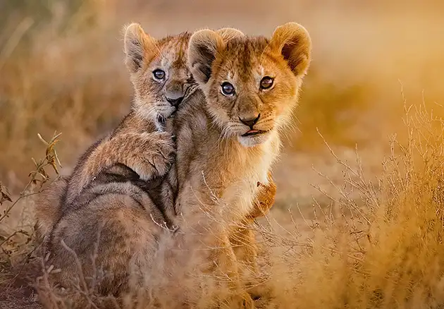 Incredible Tanzania Tour Package 8 Days & 7 Nights